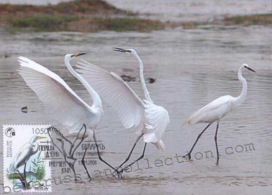 The big white heron